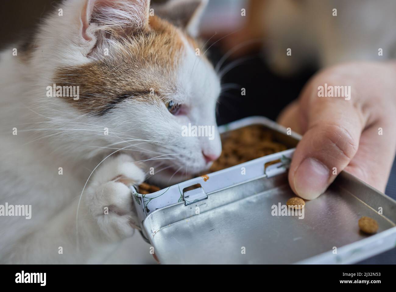 PET proprietario che allatta gatto con cibo secco granulato da mano palma.  Uomo donna che dà il trattamento al gatto. Bella gattina di felino a righe  domestica Foto stock - Alamy