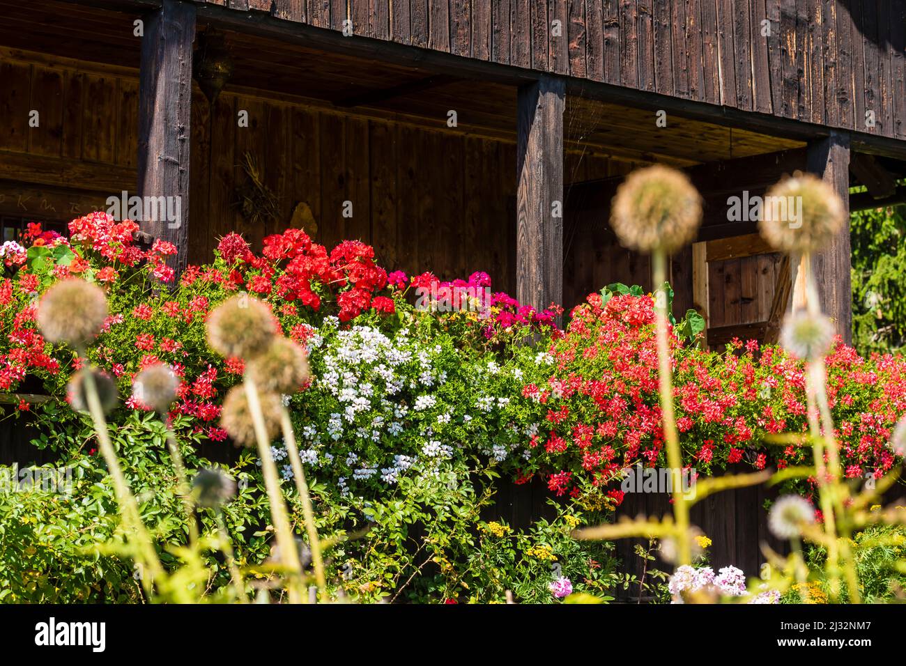 Fiori, giardino anteriore, casa colonica, Aldein, Radein, Alto Adige, Alto Adige, Italia Foto Stock