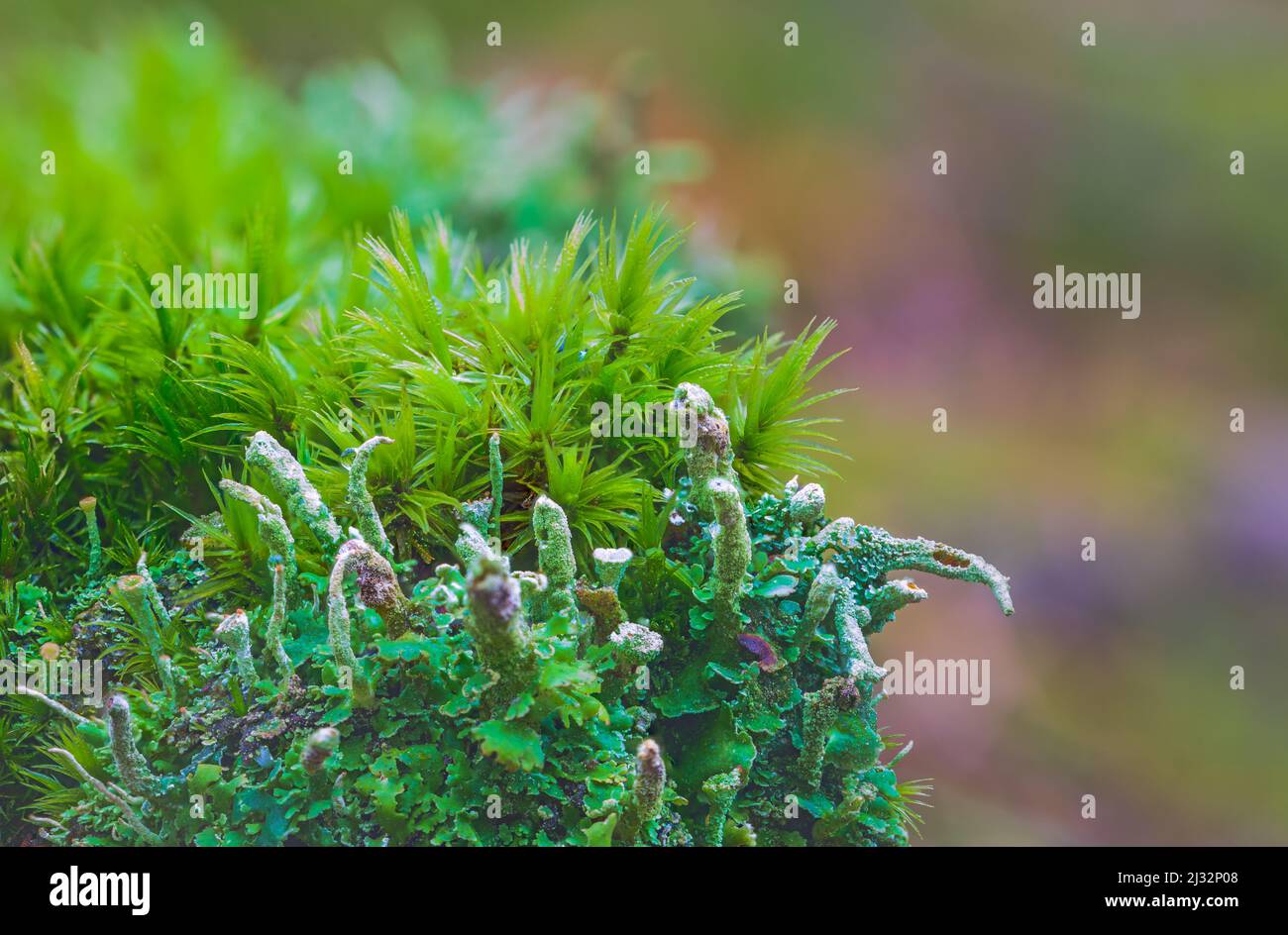Primo piano con fress verde muschio nella foresta Foto Stock