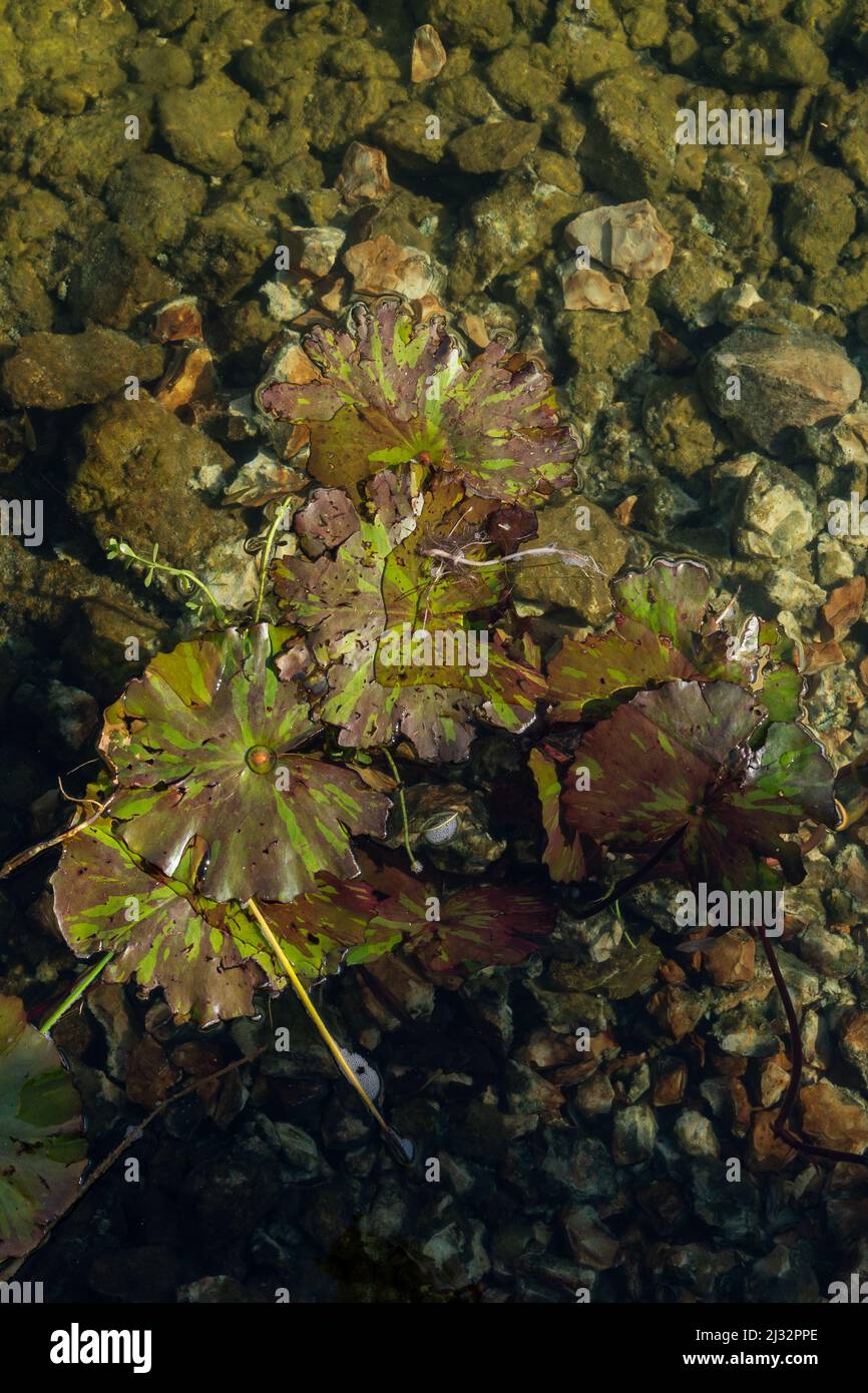 Vegetazione sott'acqua al fondo di uno stagno con un fondo roccioso. Foto Stock