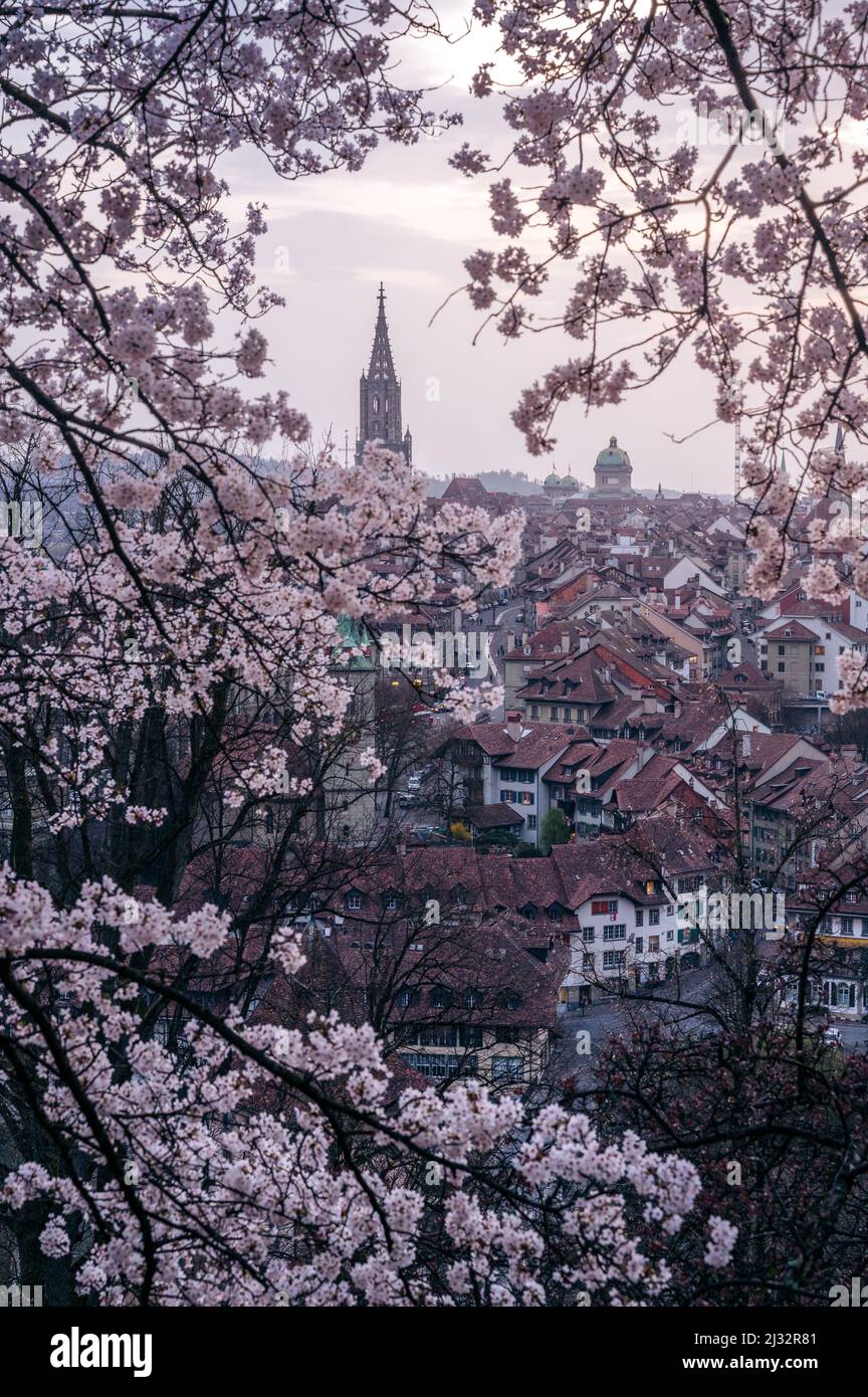 Berner Münster e Oldtown incorniciati da alberi fioriti di ciliegio Foto Stock