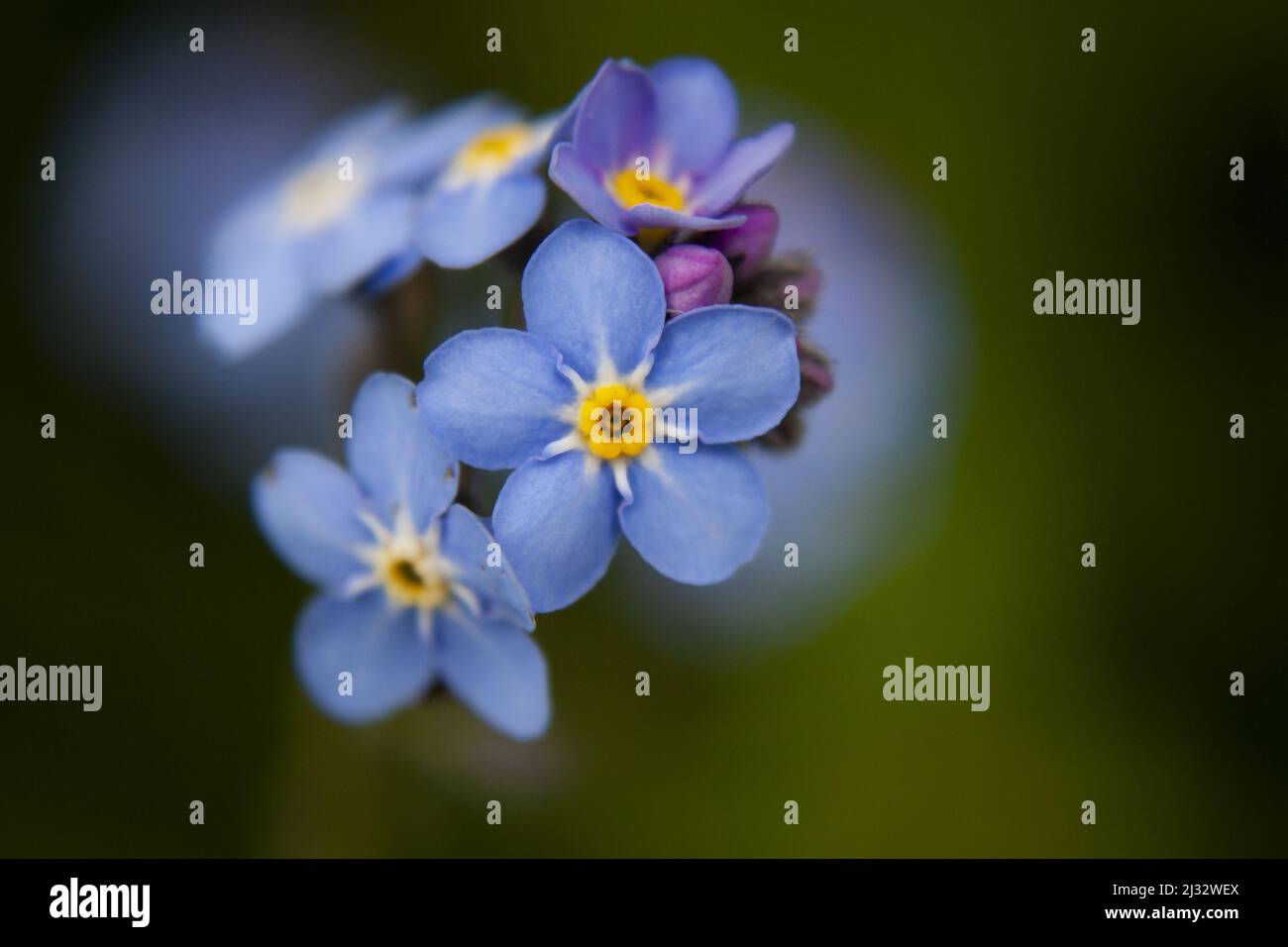 Piccolo blu e giallo dimentica-me-non fiori in primo piano. Foto Stock