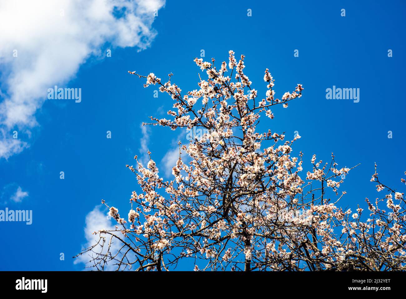 Albero di susina in fiore sullo sfondo blu del cielo Foto Stock