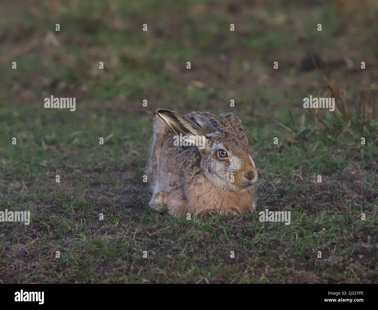 Islay è piena di lepri bruni sulla prateria e adiacente brughiera. Usano le lunghe siepi e la gola per coprire le loro aquile predatore principali. Foto Stock