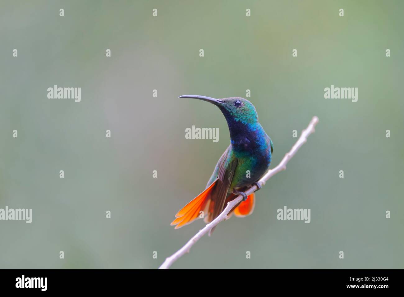 Mango Hummingbird – Antracotorax predostii Cartago Province, Costa Rica BI033192 Foto Stock