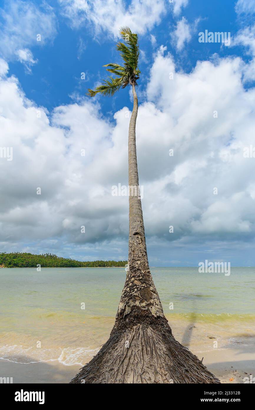 Un unico albero di cocco con radici apparenti sulla sabbia di una spiaggia tranquilla. Paesaggio di Praia dos Carneiros, Tamandare, PE, Brasile. Foto Stock