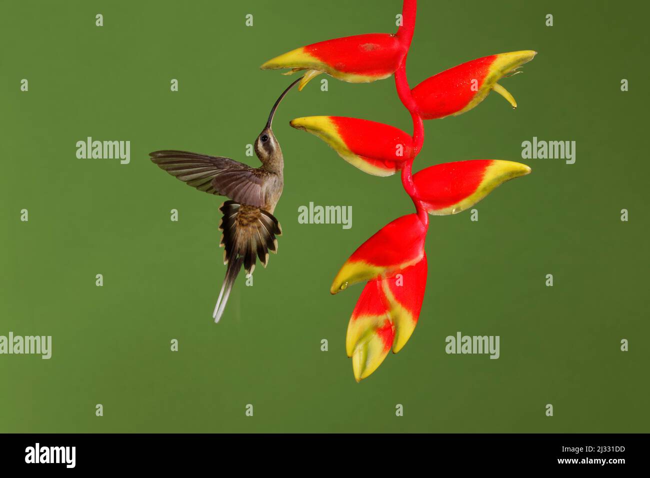 Hermit Hummingbird dalla coda lunga – nutrire il fiore di Heliconia Phaethornis superciliosus Boco Tapada, Costa Rica BI033369 Foto Stock