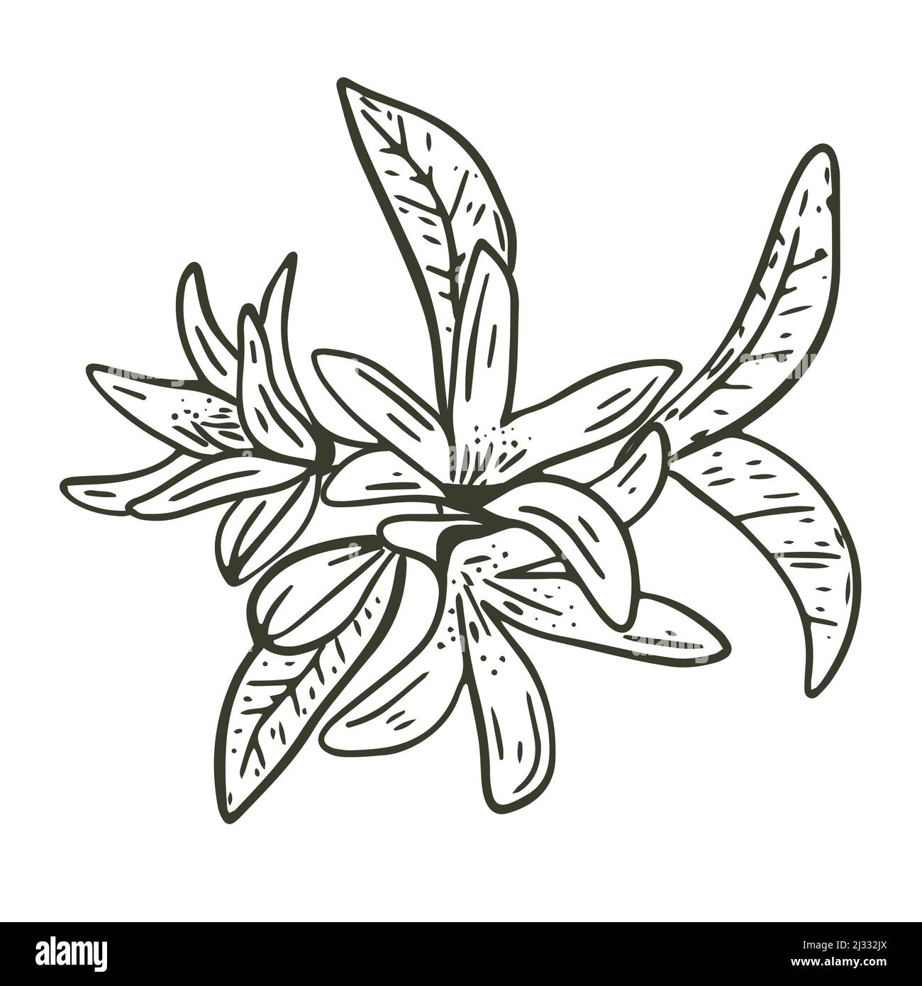 Infiorescenza dell'albero del limone disegno a mano del vettore dell'incisione. Ramoscello con fiori e foglie di albero di frutta. Oggetto isolato del ramo dello schizzo botanico Illustrazione Vettoriale