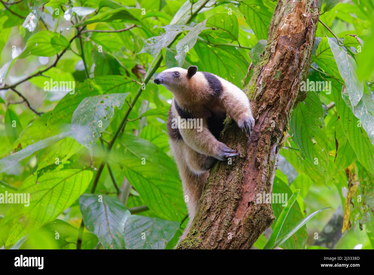 Minore Anteater Tamandua tetradactyla Fortuna, Costa Rica MA004066 Foto Stock