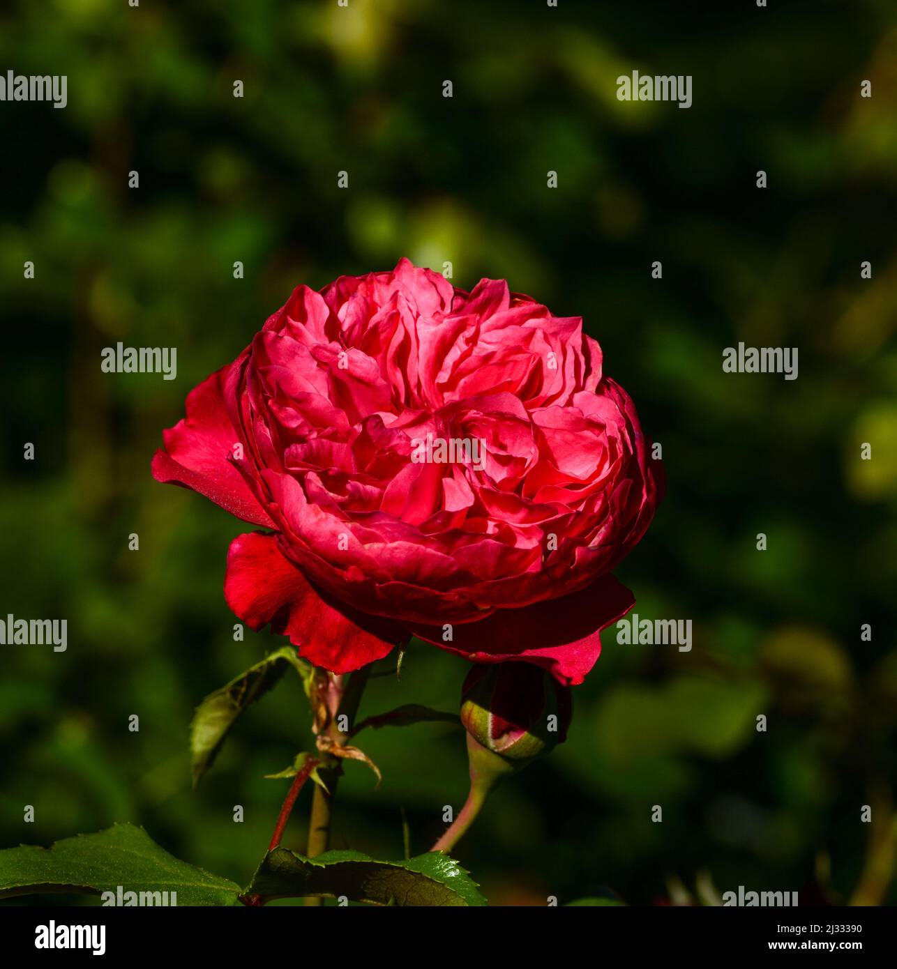 Bellissimo primo piano di una rosa Foto Stock