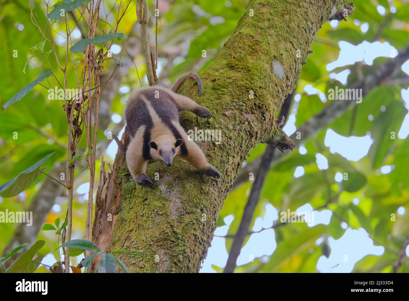 Minore Anteater Tamandua tetradactyla Fortuna, Costa Rica MA004089 Foto Stock