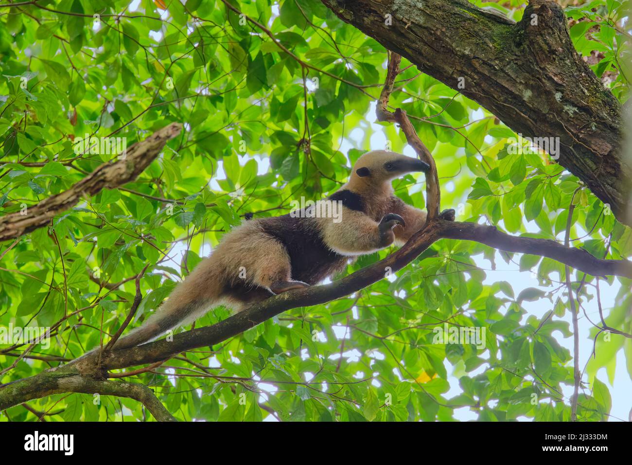Minore Anteater Tamandua tetradactyla Fortuna, Costa Rica MA004093 Foto Stock