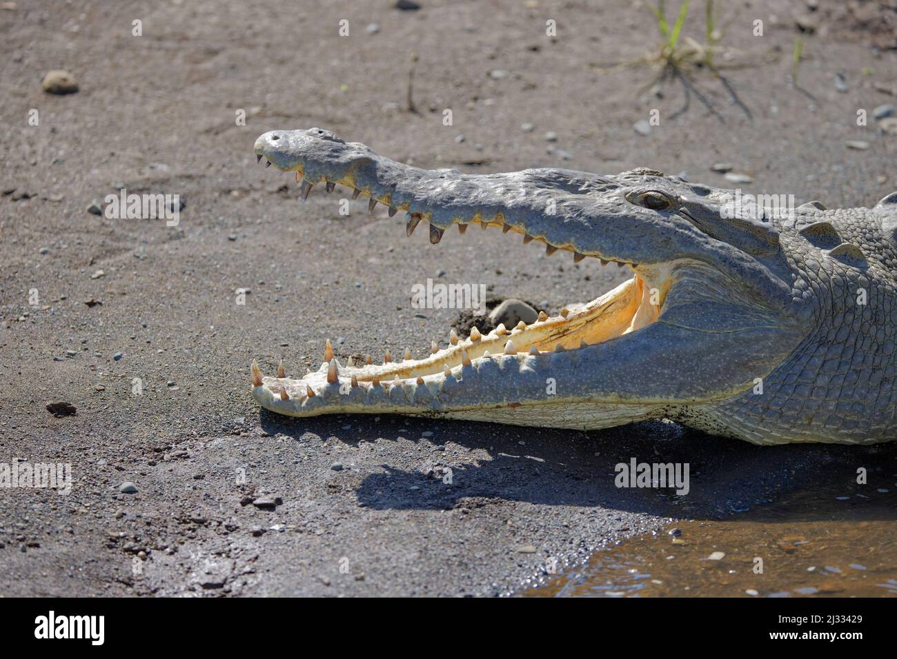 Crocodile Americano Crocodylus acutus Tarcoles River, Costa Rica RE000410 Foto Stock
