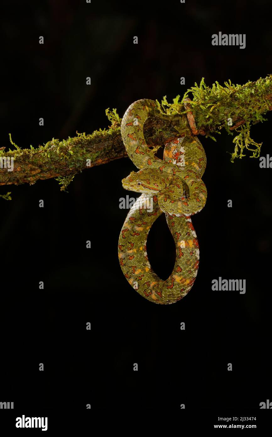 Palpebra Viper – forma verde Bothriechis schlegelii Boco Tapada, Costa Rica RE000445 Foto Stock