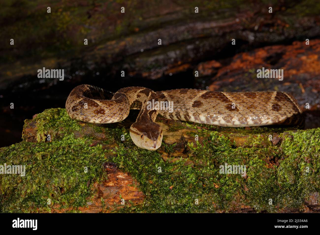 Fer-de-lance Snake Bothrops asper Boco Tapada, Costa Rica RE000458 Foto Stock