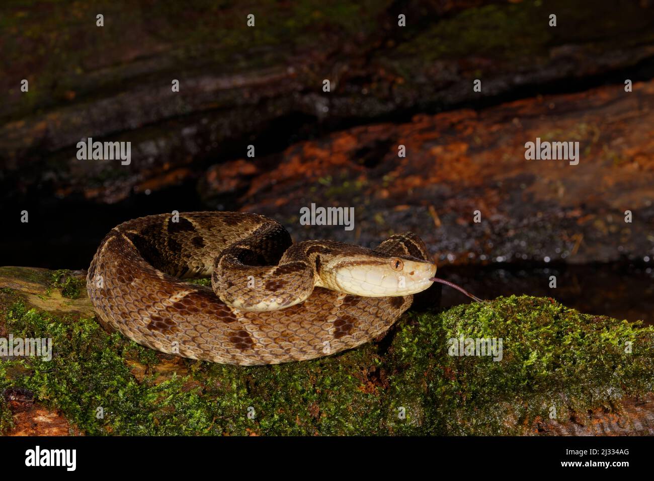 Fer-de-lance Snake Bothrops asper Boco Tapada, Costa Rica RE000459 Foto Stock