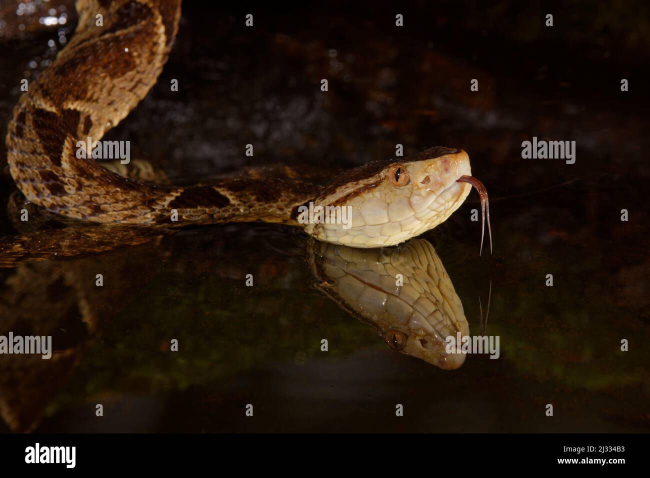 Fer-de-lance Snake Bothrops asper Boco Tapada, Costa Rica RE000469 Foto Stock