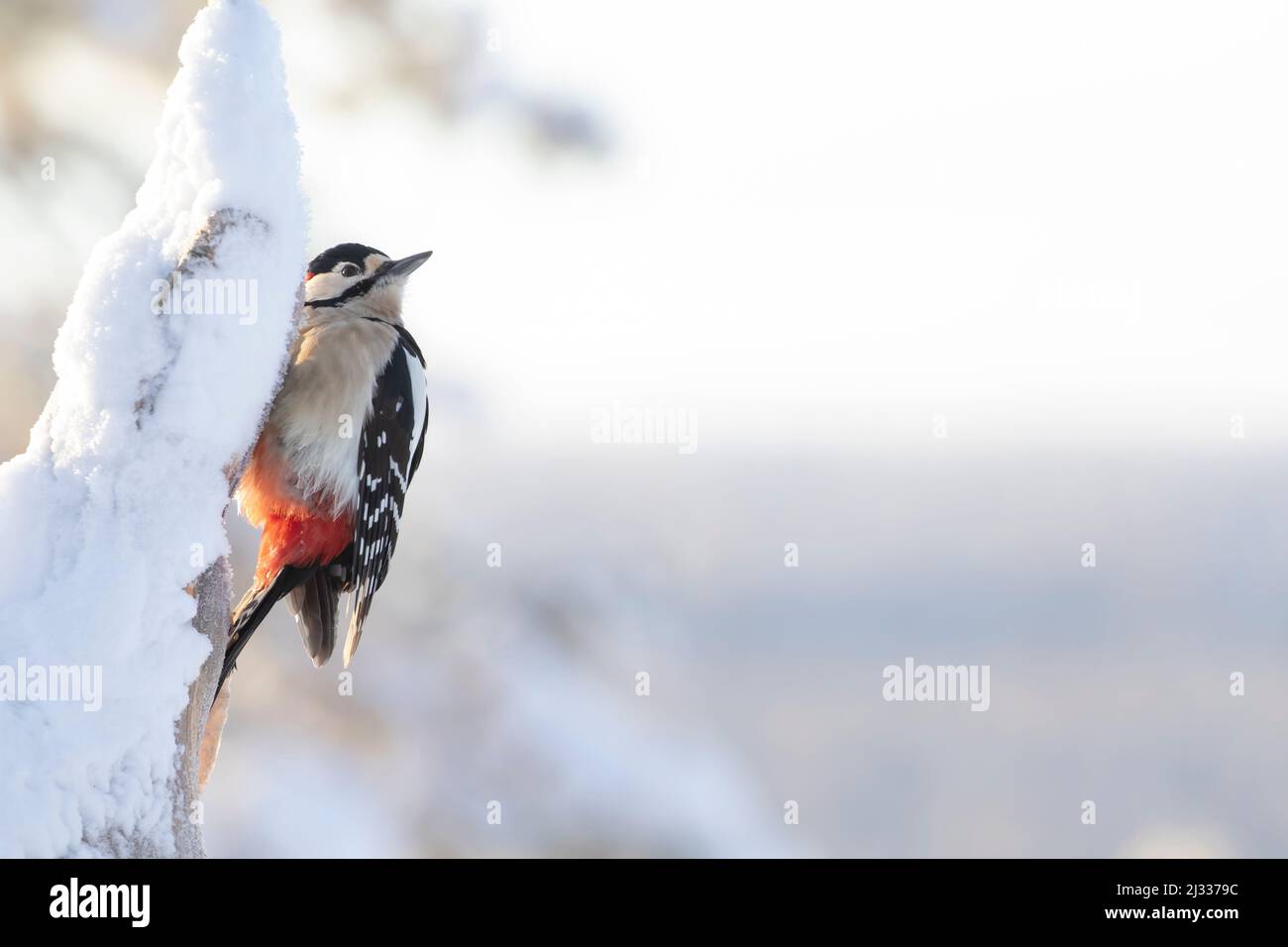 Grande picchio maculato (Dendrocopos Major) su un tronco d'albero durante le fredde giornate invernali nella natura finlandese, nell'Europa settentrionale Foto Stock