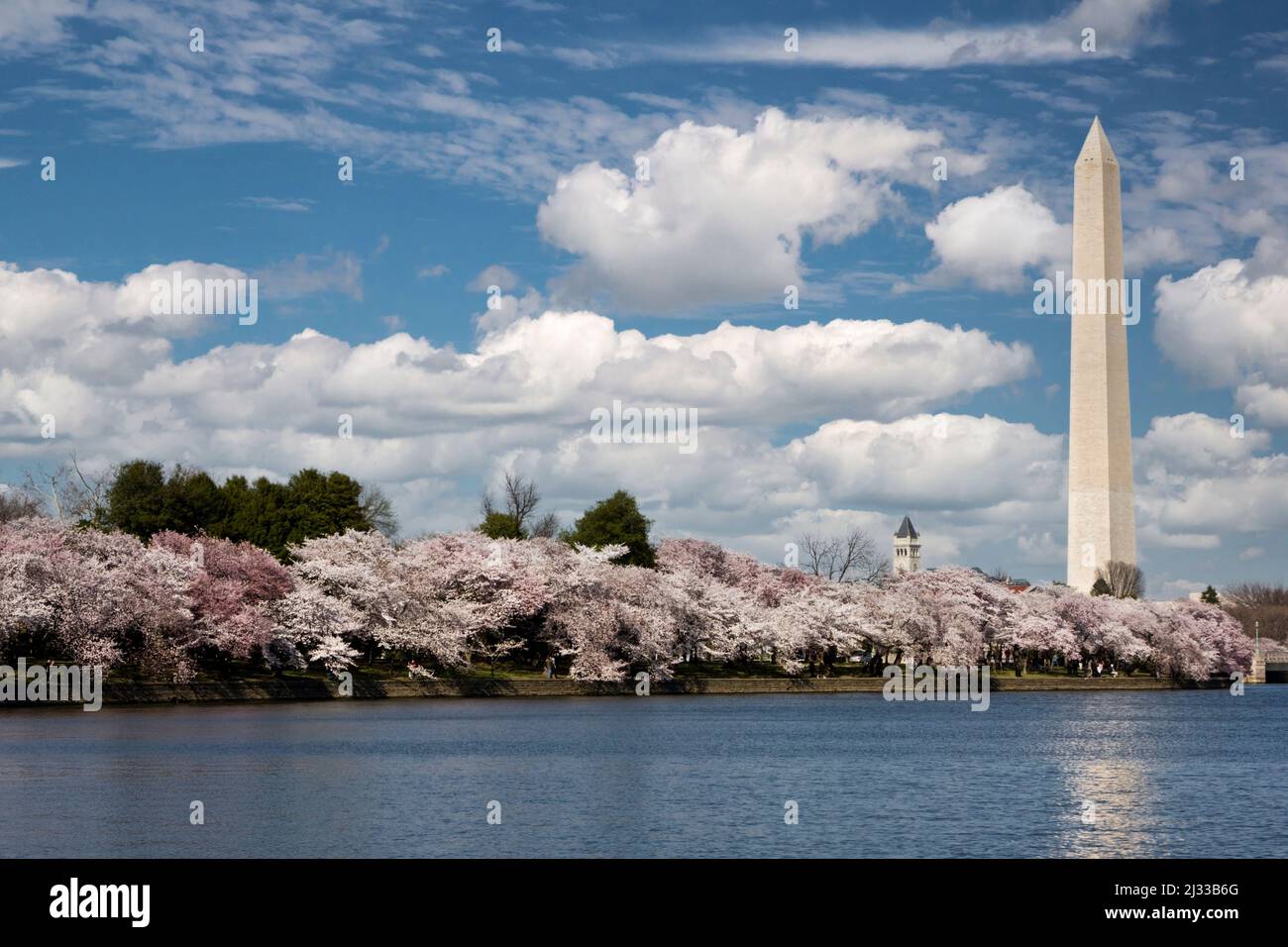 Washington Monument e Cherry Blossoms intorno a Tidal Basin, Washington, D.C. Foto Stock