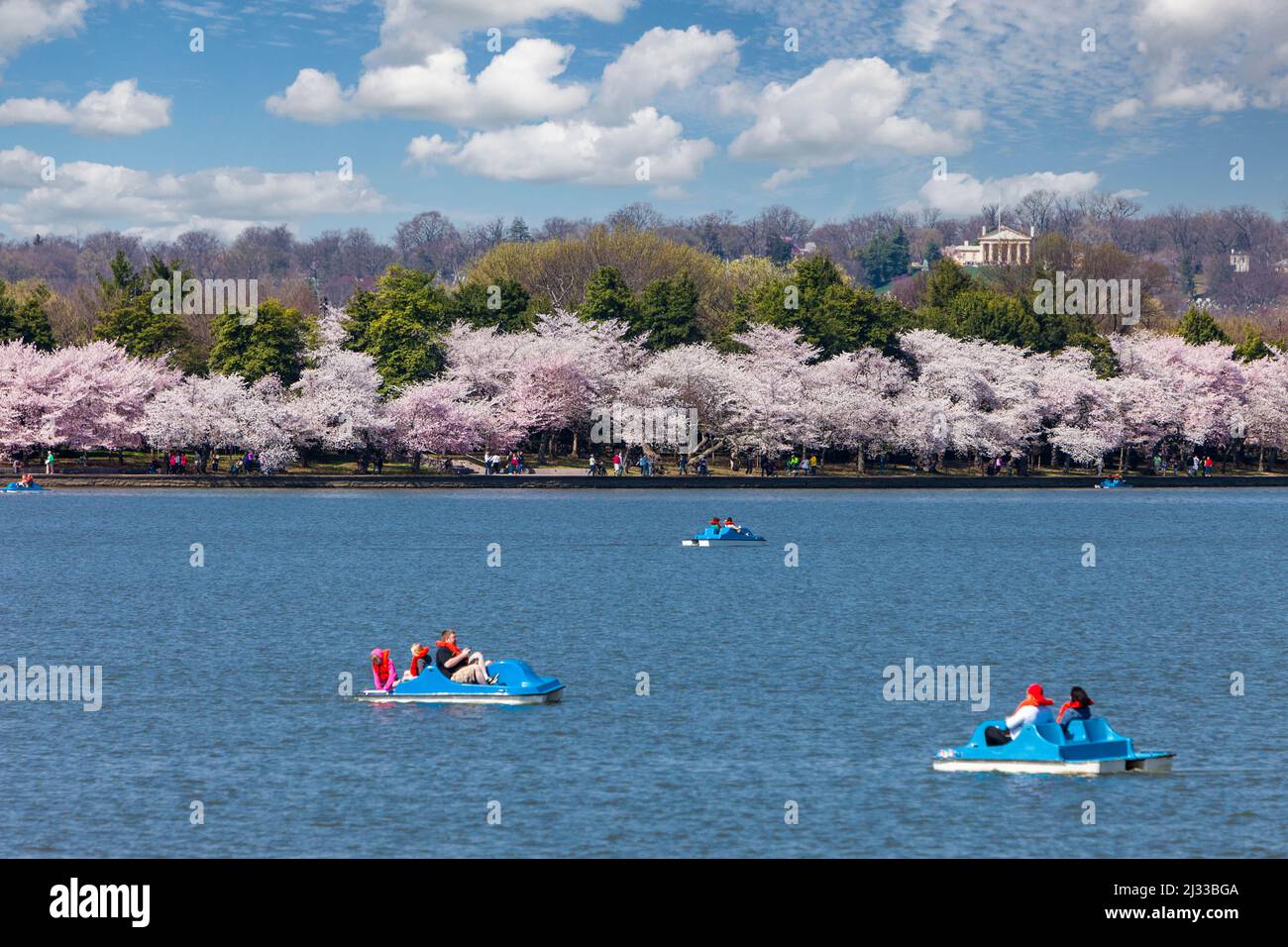 Washington D.C., fiori di ciliegio. Paddle-Boating sul bacino di marea. Custis-Lee Mansion sulla collina in background. Foto Stock