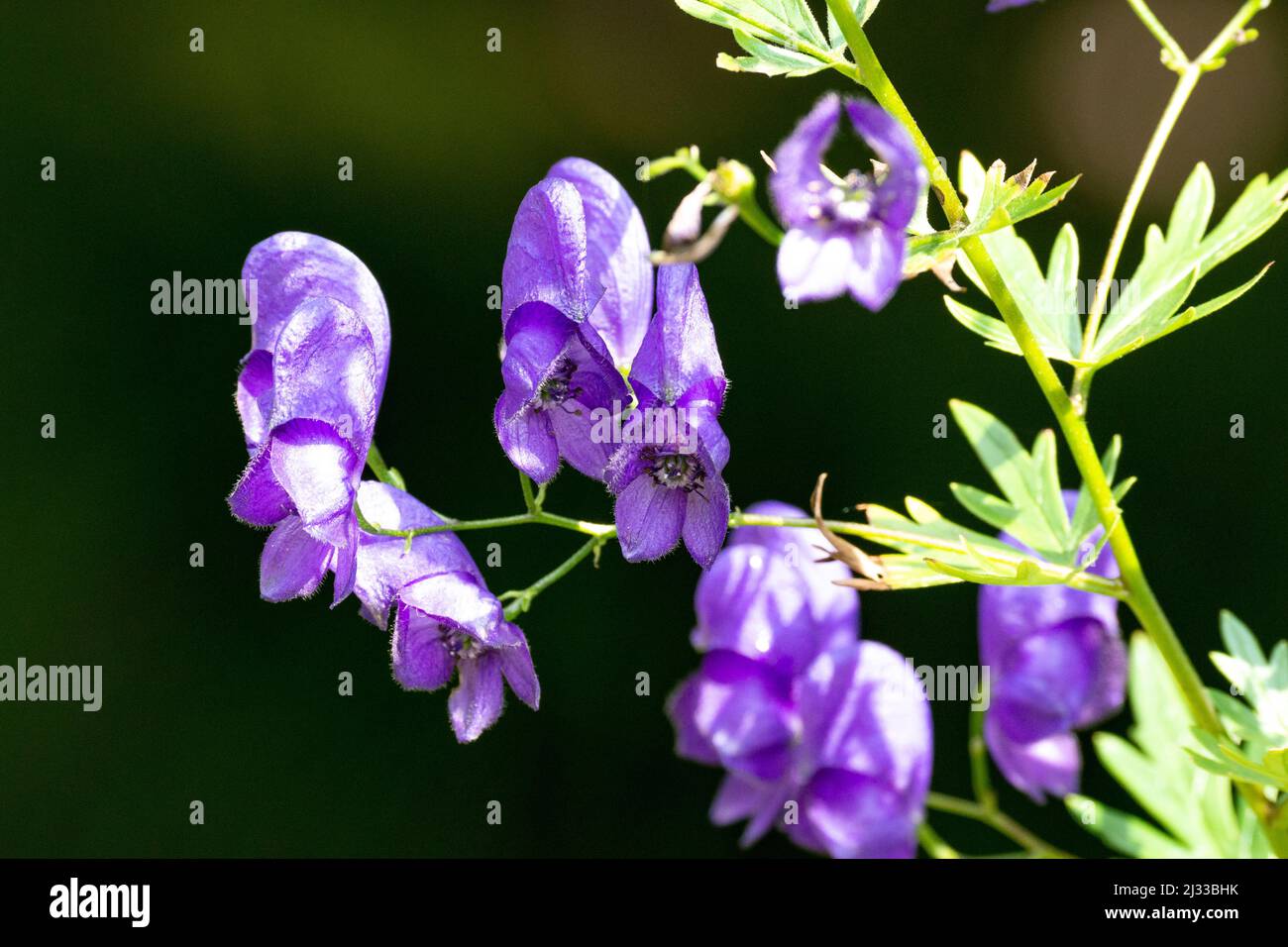 I fiori di una pianta bagliano alla luce del sole, Lamstedt, bassa Sassonia, Germania Foto Stock