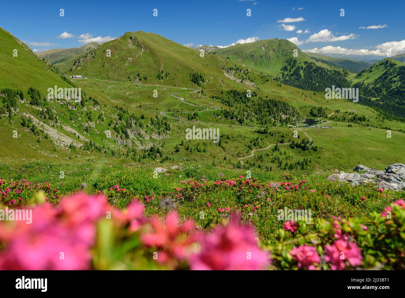 Fioritura delle rose alpine con Schiestelnock sullo sfondo, Steinnock, Nockberge, Nockberge-Trail, Unesco Biosphere Park Nockberge, Gurktal Alps, Carinzia, Austria Foto Stock