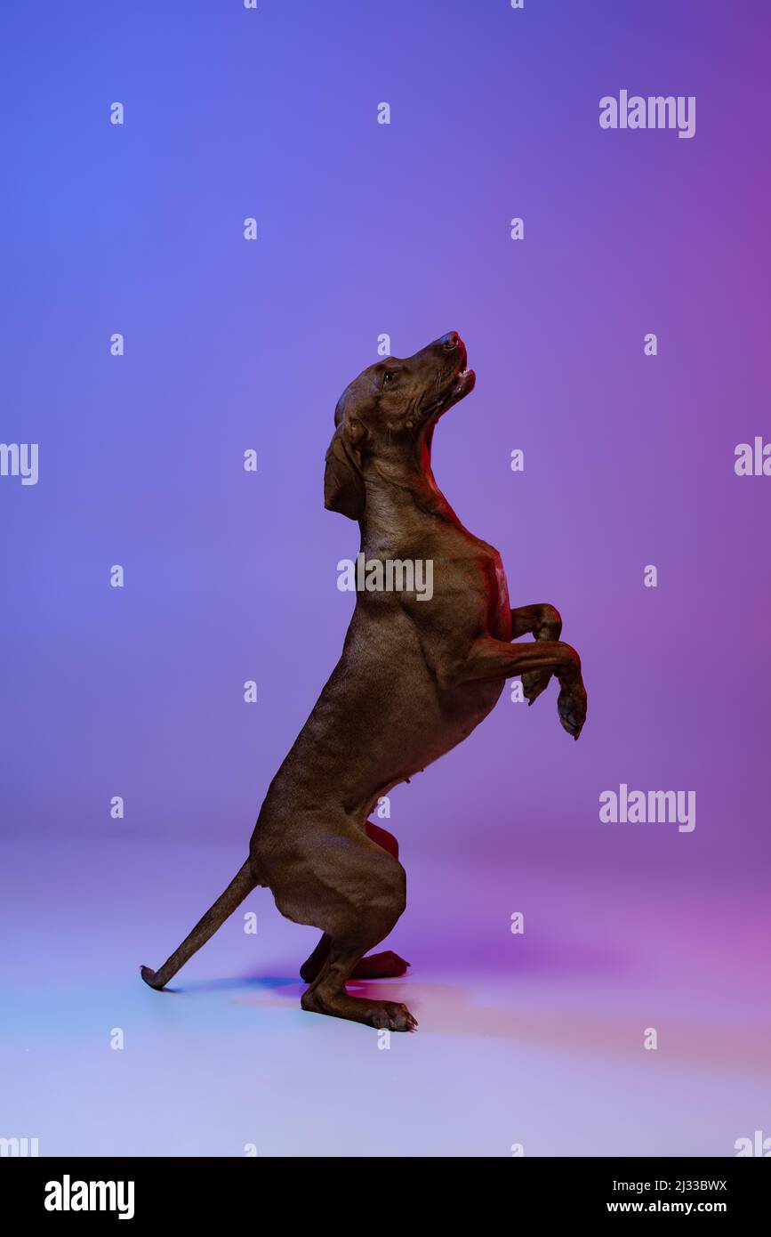 Ritratto di bel Kurzhaar Drathaar, cane purebred posa isolato su sfondo viola in luce al neon. Concetto di animale, animali domestici Foto Stock