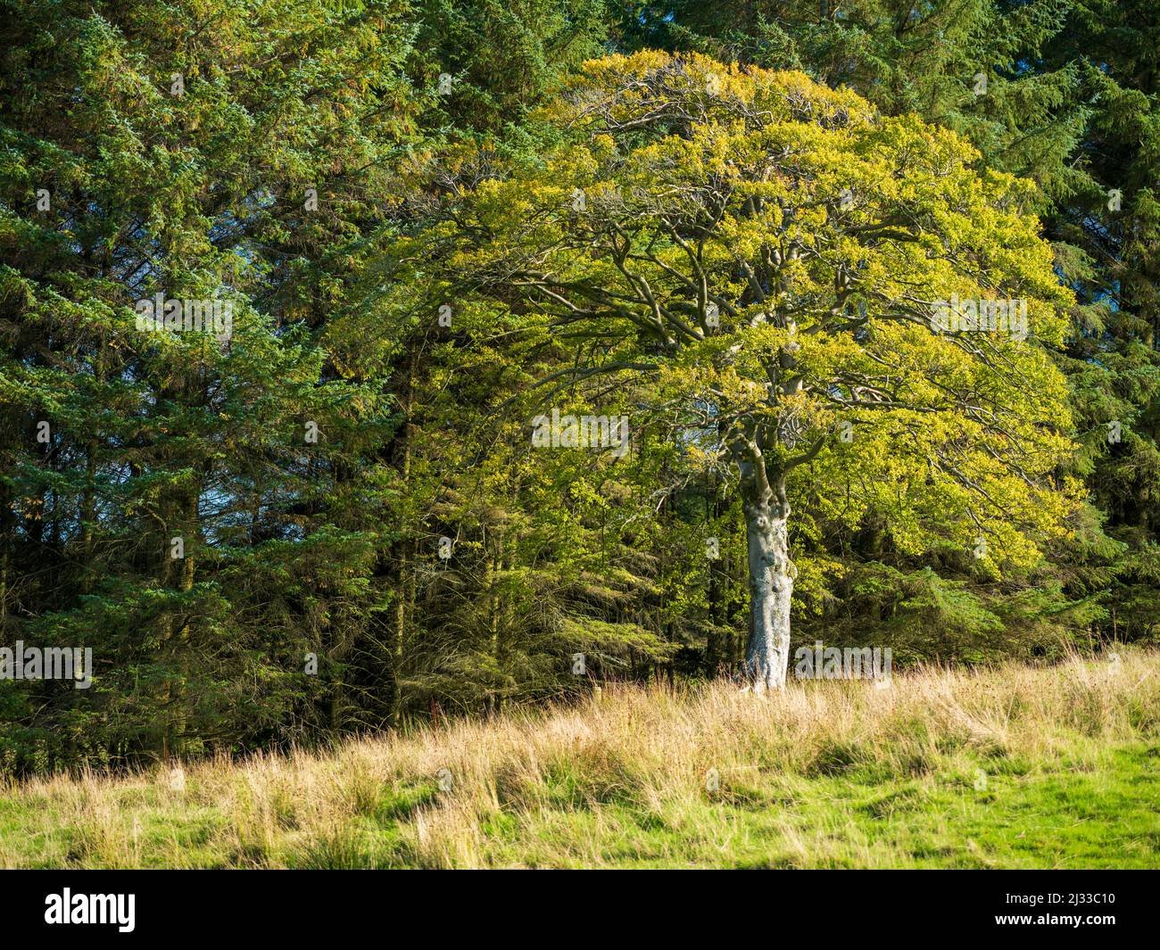 Un singolo albero ai margini di una foresta con splendidi colori autunnali. Foto Stock