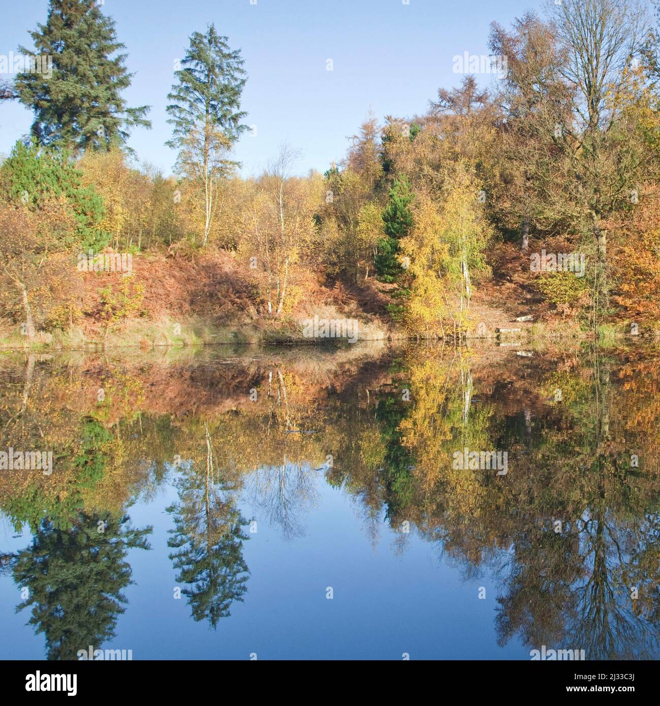 Horsepasture Pool alberi intorno ai margini in glorioso colore autunno su Cannock Chase AONB (area di straordinaria bellezza naturale) in Staffordshire Inghilterra Foto Stock