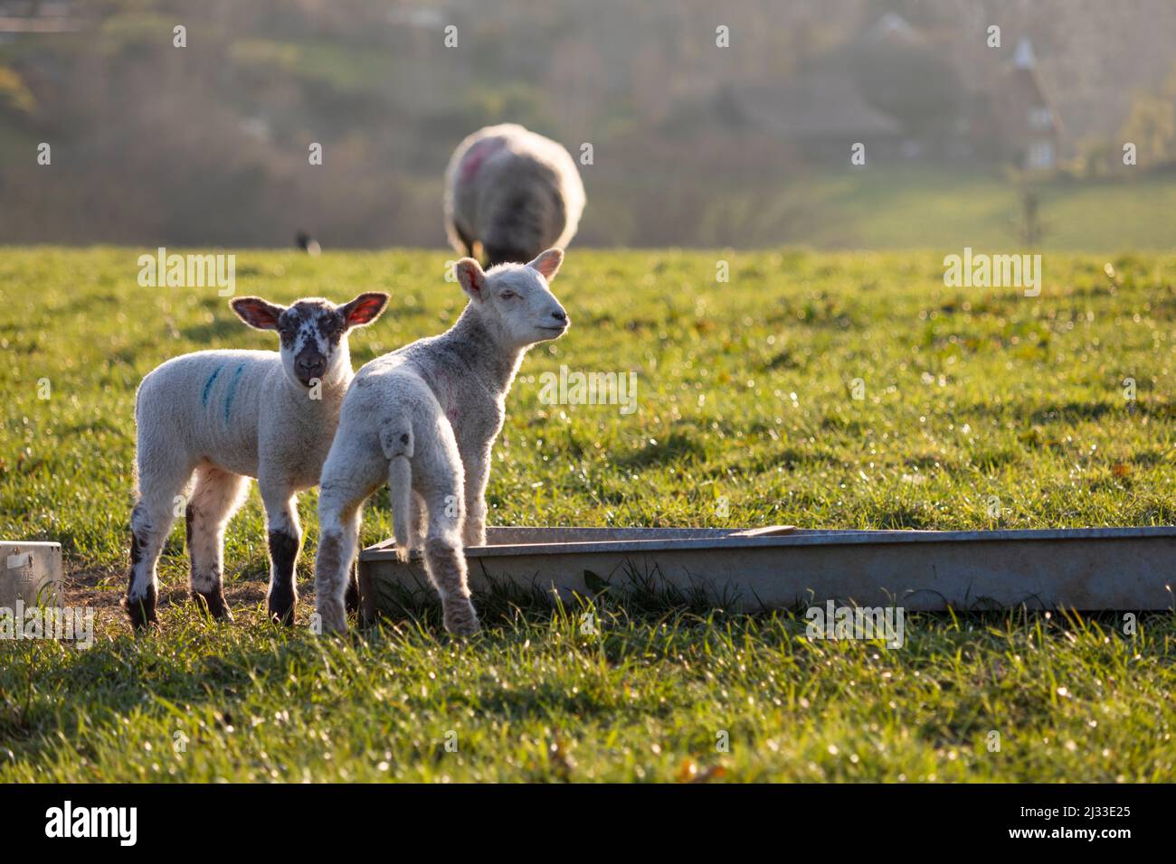 Due agnelli da mangiando trogolo nel sole di primavera di sera, Burwash, Sussex orientale, Inghilterra, Regno Unito, Europa Foto Stock