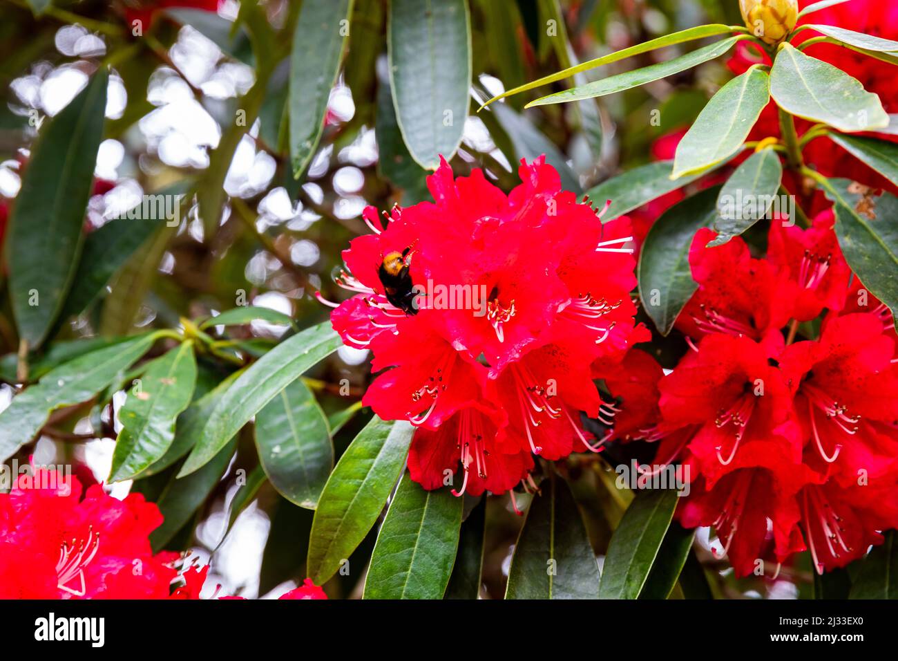 Bumblebee su un Red Rhodendron a Lanhydrock, Cornovaglia, regno unito Foto Stock