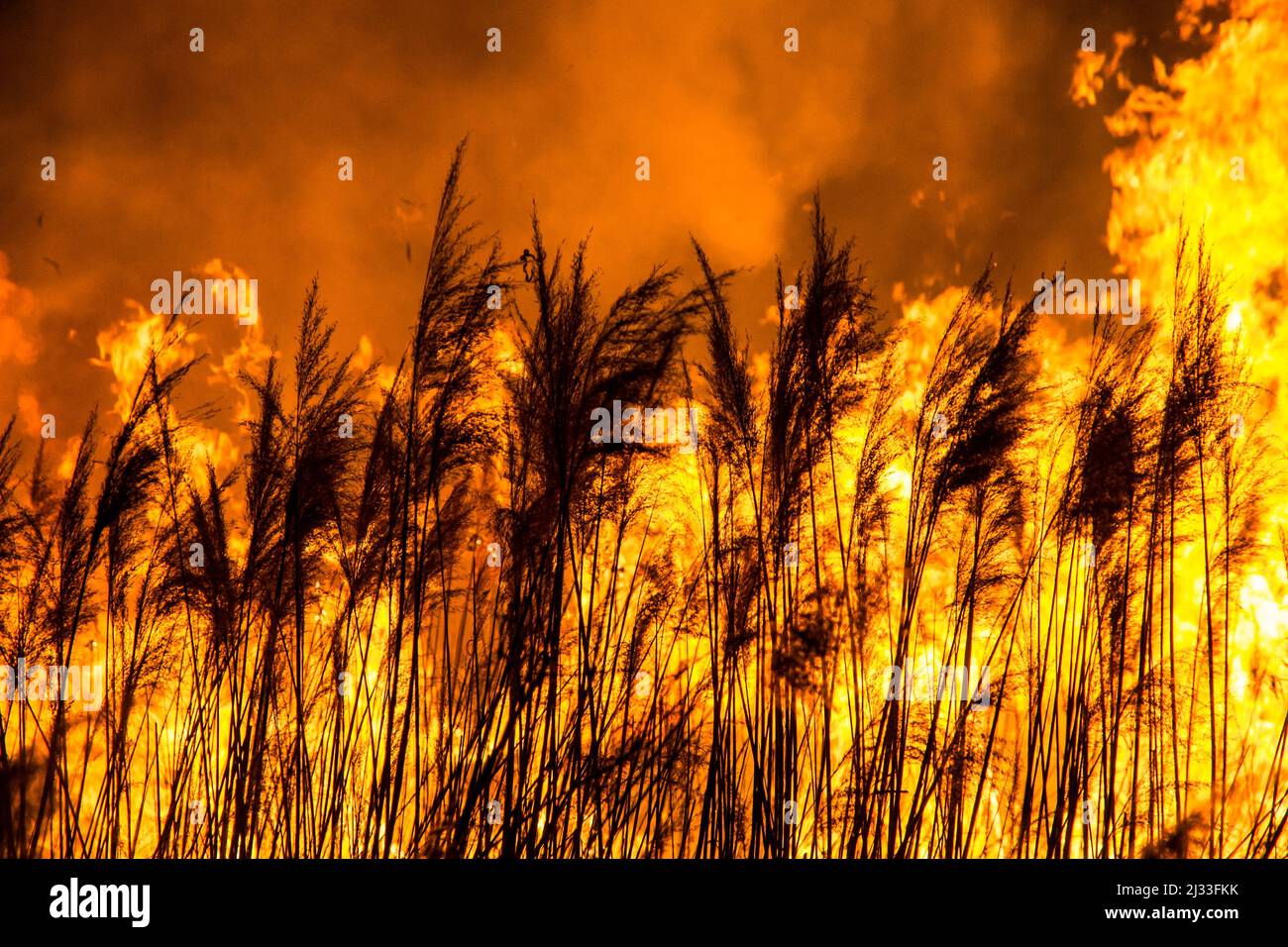 Fuoco di notte, che brucia la fattoria di notte, fumo che sale nell'aria Foto Stock