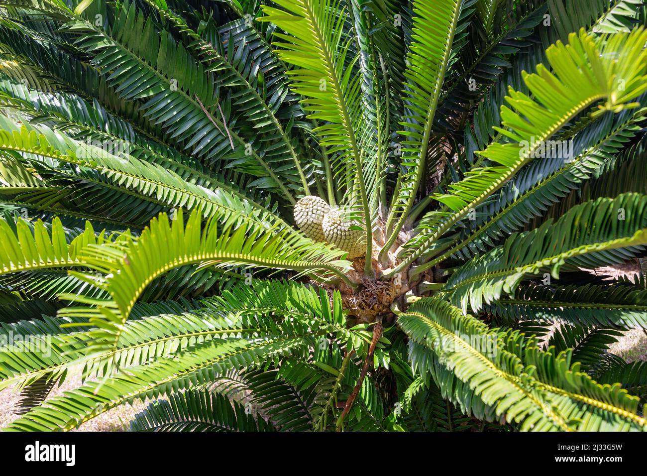 Rain Queen, Modjadji Palm, Encefalartos, Encefalartos transvenosus Foto Stock
