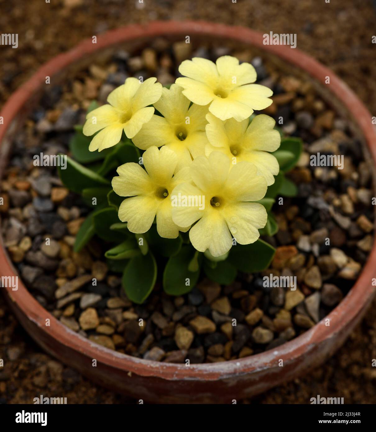 Primo piano dei fiori gialli di Primula Lindum Saffron. Foto Stock
