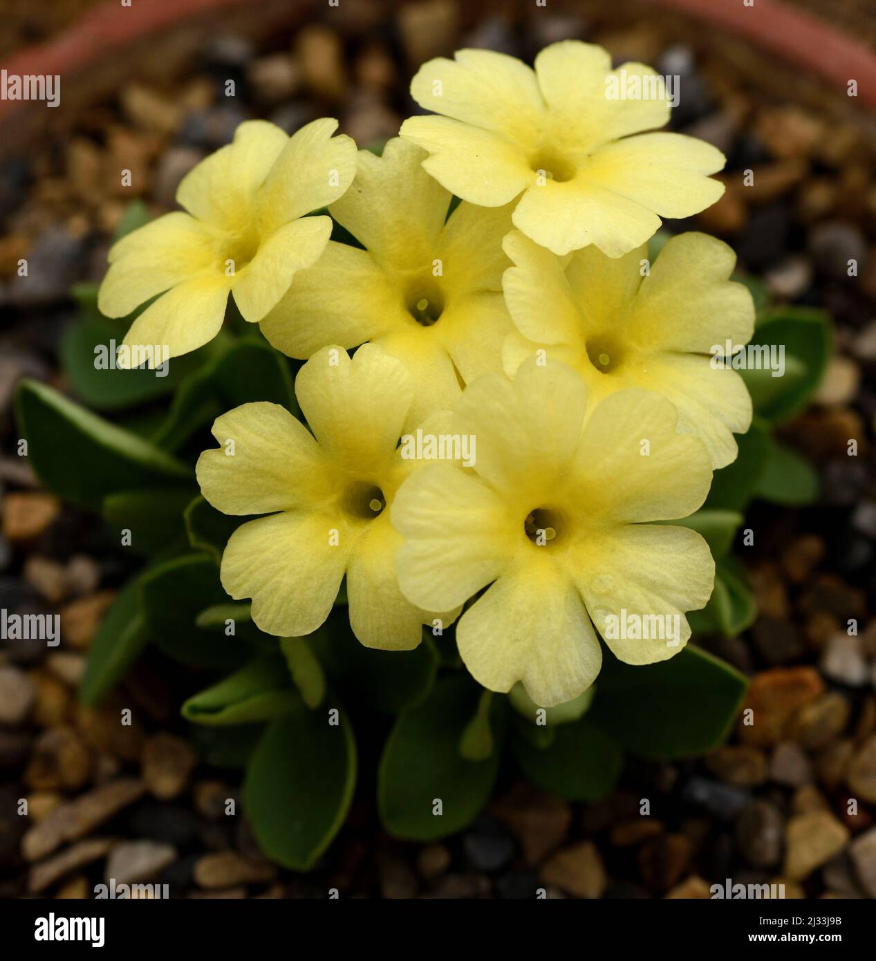 Primo piano dei fiori gialli di Primula Lindum Saffron. Foto Stock