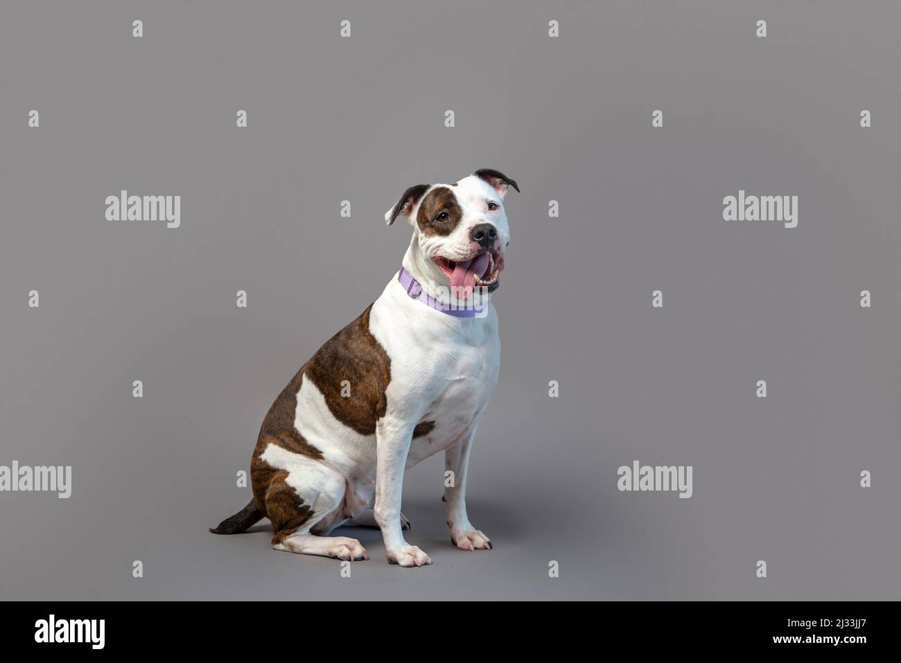 Cute staffordshire terrier in studio su sfondo grigio. Cane domestico in posa sullo sfondo. Pit mix salvataggio cane. Foto Stock