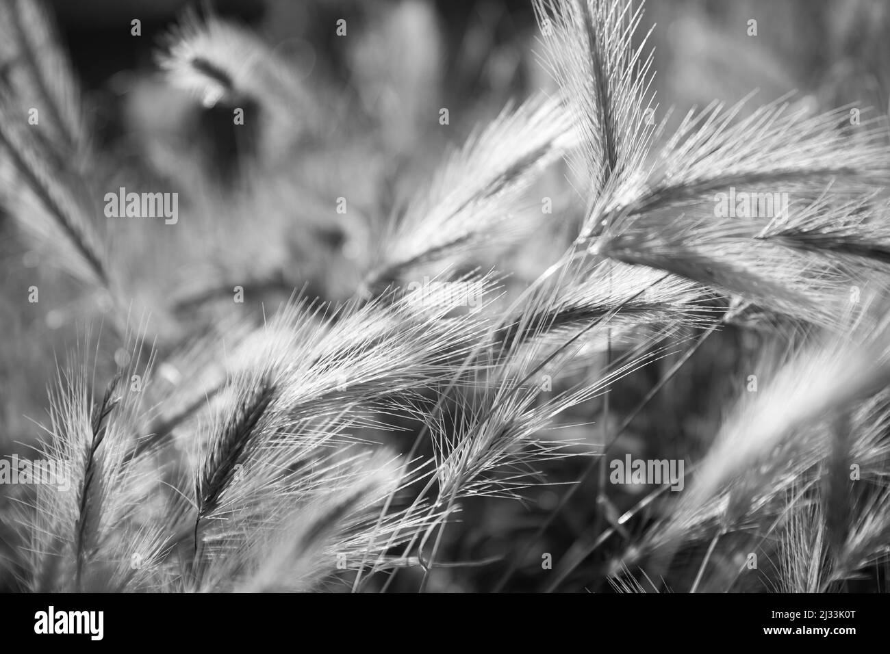 Orecchie di grano rosa naturale, verde e dorato illuminate in un campo Foto Stock