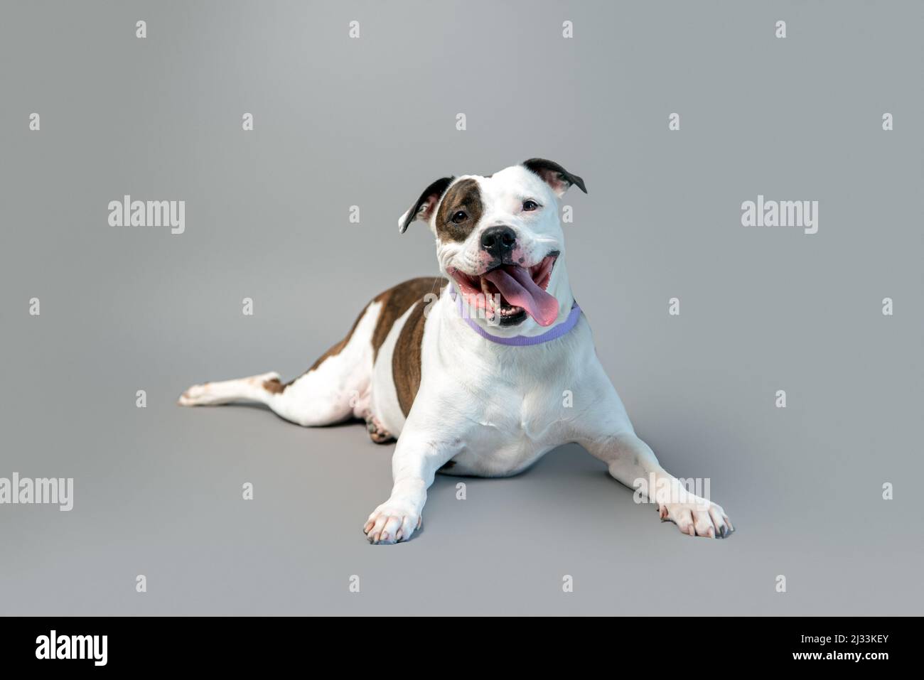 Cute staffordshire terrier in studio su sfondo grigio. Cane domestico in posa sullo sfondo. Pit mix salvataggio cane. Foto Stock