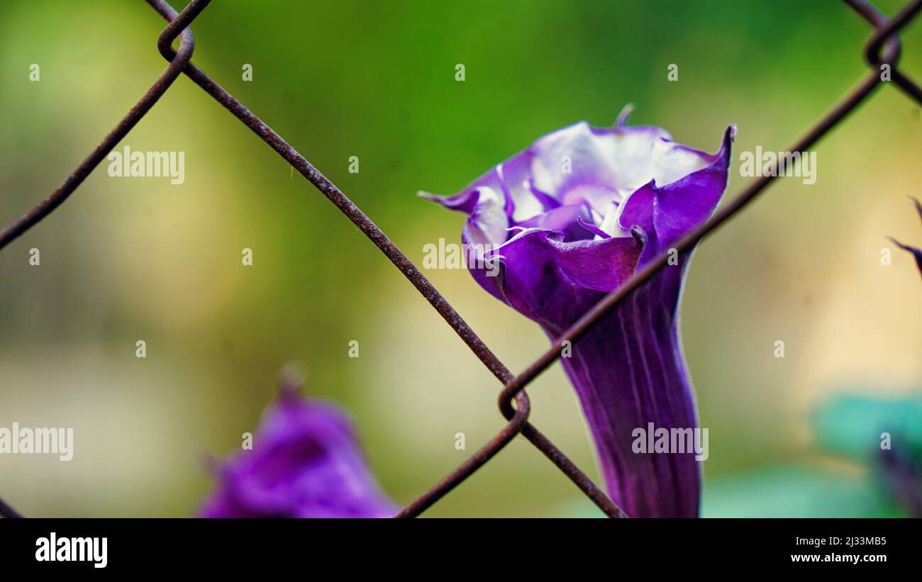 Datura indiana stramonium , nota con i nomi comuni di mela di spina. Fiore viola di pianta di mela di spina Foto Stock
