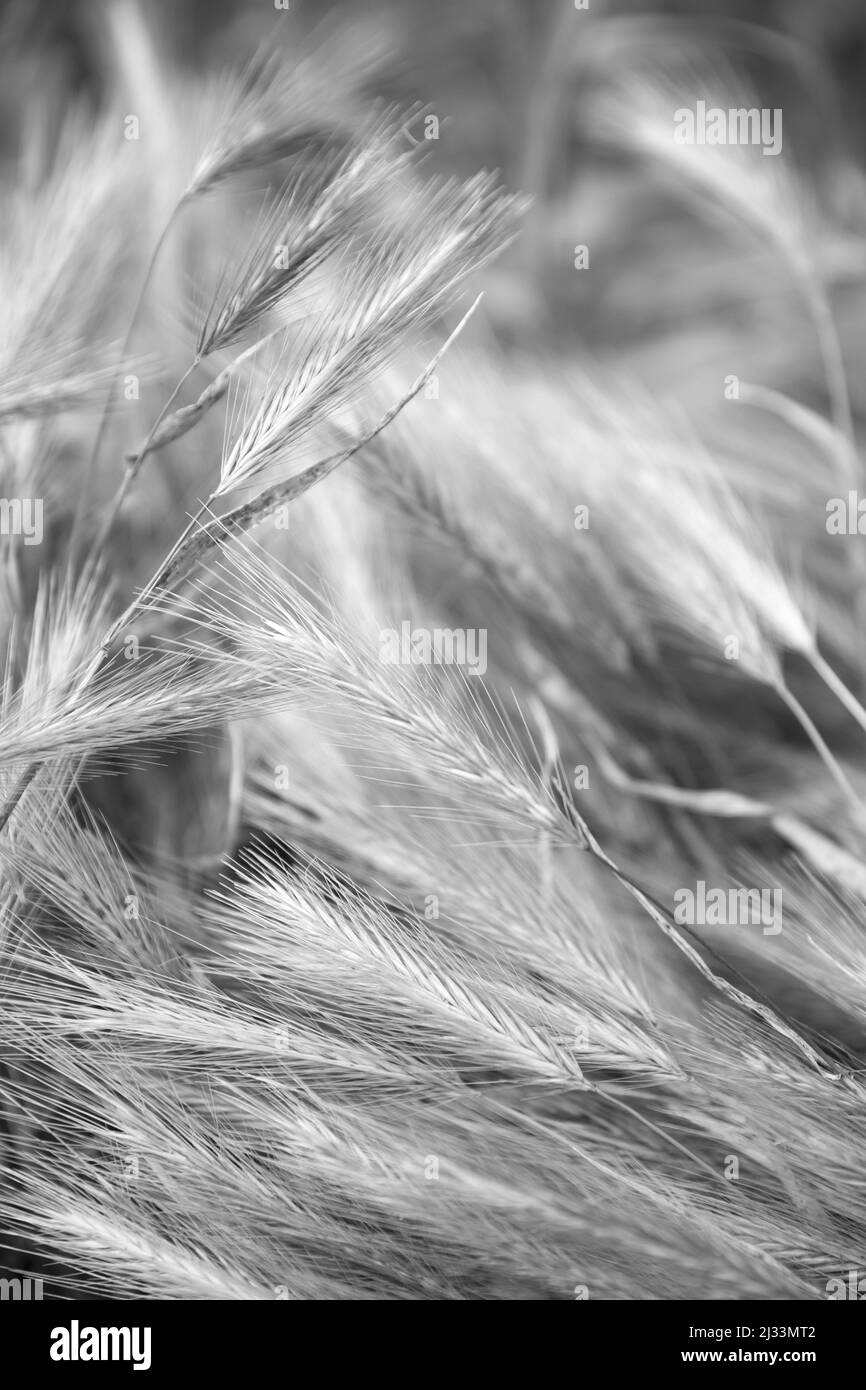 Orecchie di grano rosa naturale, verde e dorato in un campo Foto Stock