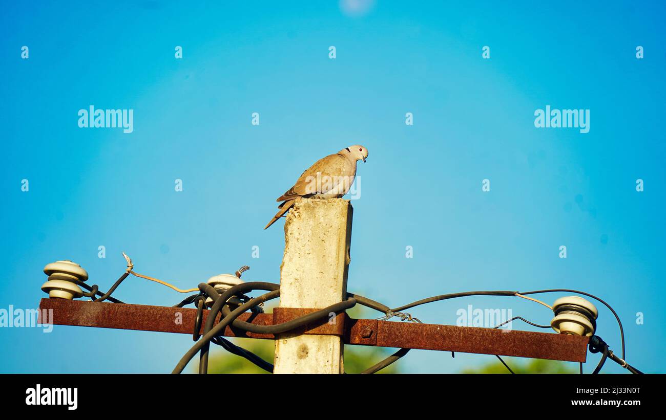 Singolo uccello dove seduto sulla torre elettrica, una colomba che riposa sul palo di strada la mattina d'inverno. Foto Stock