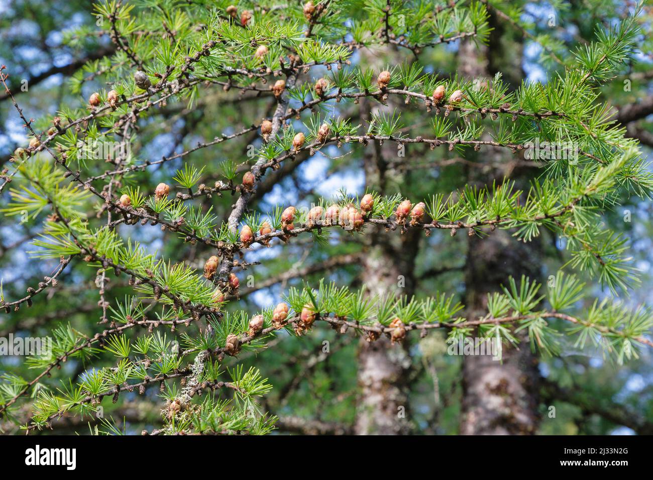 Coni di un Larice Tamarack - (laricina Larix) albero durante i mesi estivi Albany, New Hampshire. Foto Stock