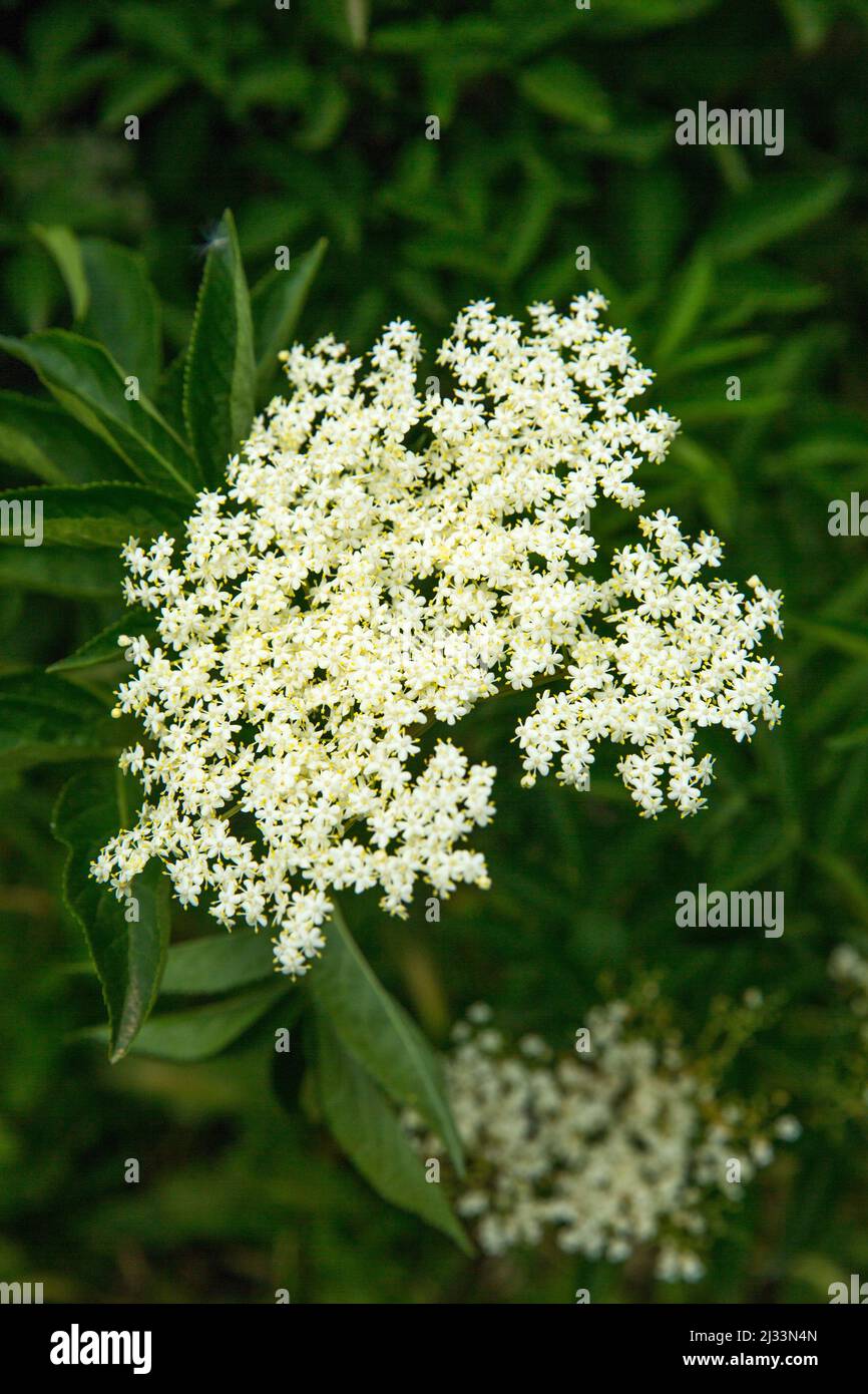 European Black Elder - Elderberry (Sambucus Nigra) Fiore (Surreau) in fiore con circostante Green Foliage Foto Stock