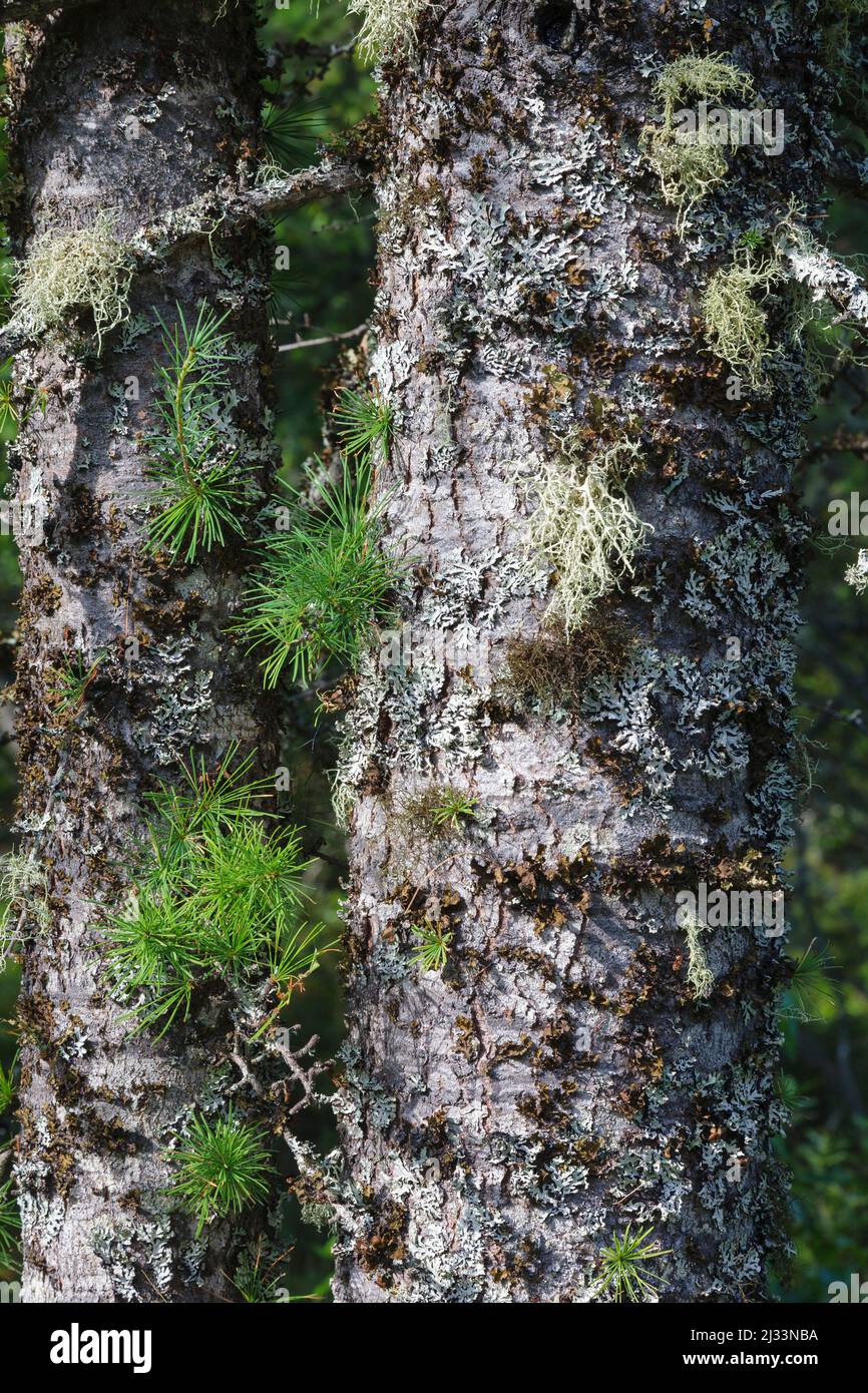 Tamarack Larice - (Larix laricina) durante i mesi estivi Albany, New Hampshire. Foto Stock