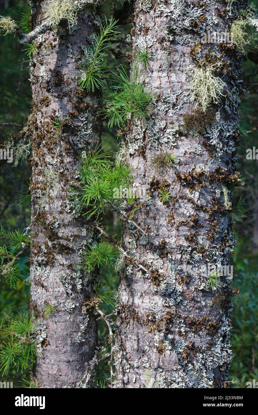 Tamarack Larice - (Larix laricina) durante i mesi estivi Albany, New Hampshire. Foto Stock