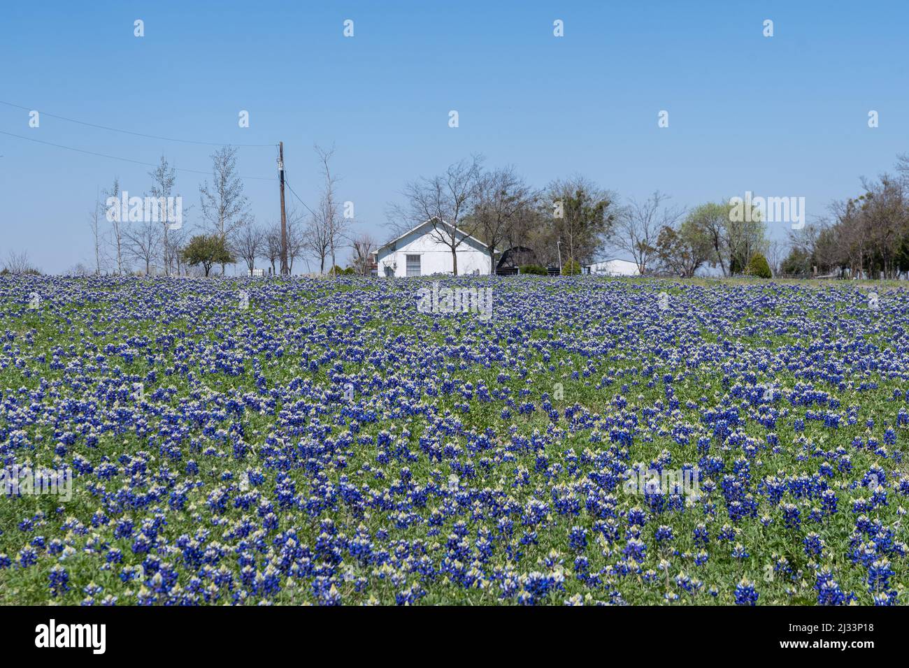 Prato della fattoria coperto da una coperta di fiori Bluebonnet fioritura con una casa colonica bianca circondata da alberi all'orizzonte sullo sfondo. Foto Stock