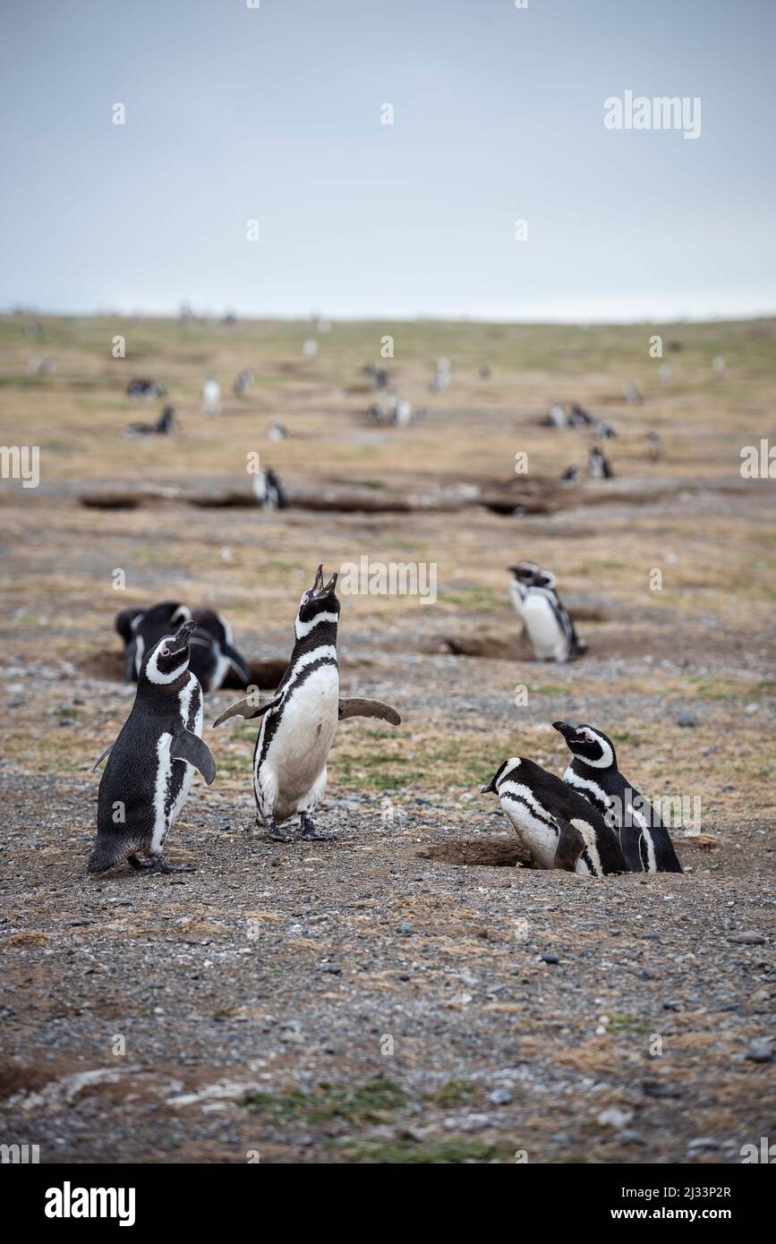 Colonia di pinguini magellanici, Parco Nazionale dell'Isla Magdalena, Punta Arenas, Patagonia, Cile, Sud America Foto Stock