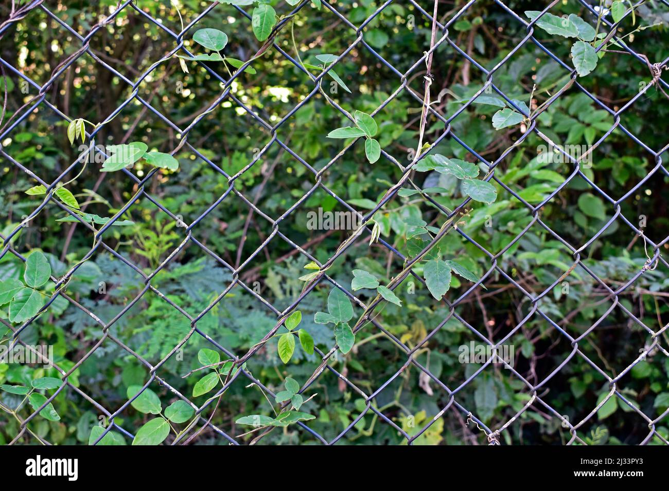 Impianto di arrampicata su rete metallica e foresta nel backgound Foto Stock