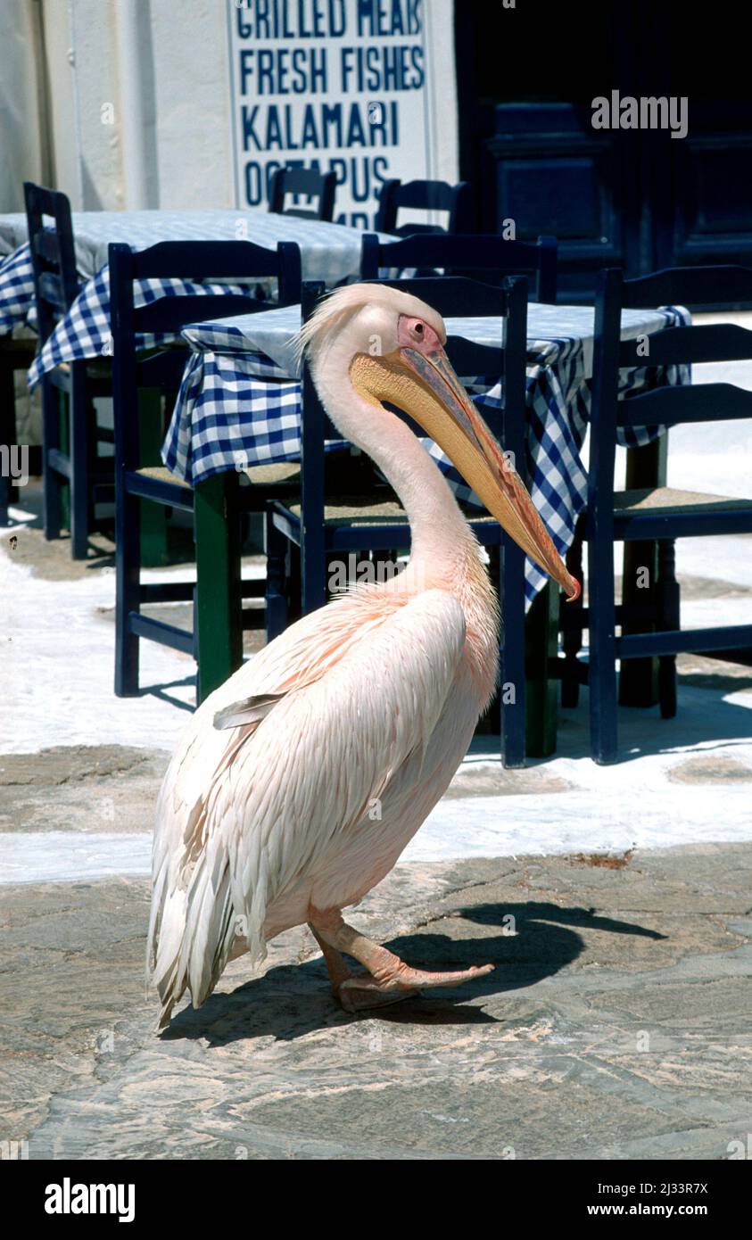 Pelican a Mykonos-Stadt, Mykonos, Mykonos, Cyclades, Grecia, Europa Foto Stock