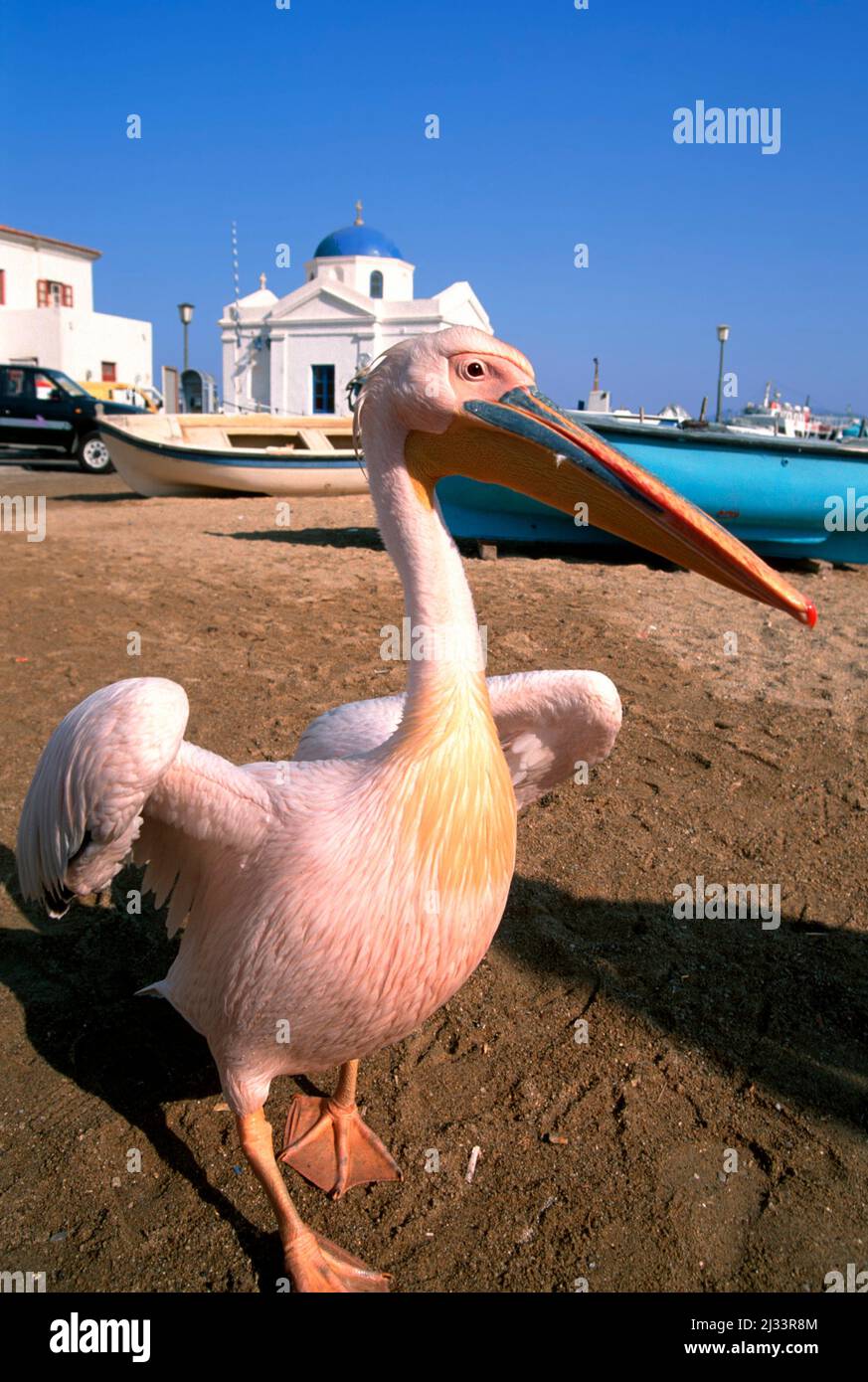 Pelican a Mykonos-Stadt, Mykonos, Mykonos, Cyclades, Grecia, Europa Foto Stock